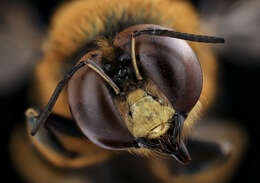 Image of Southern Carpenter Bee