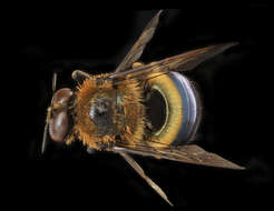 Image of Southern Carpenter Bee