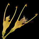 Image of Collinsonia canadensis L.