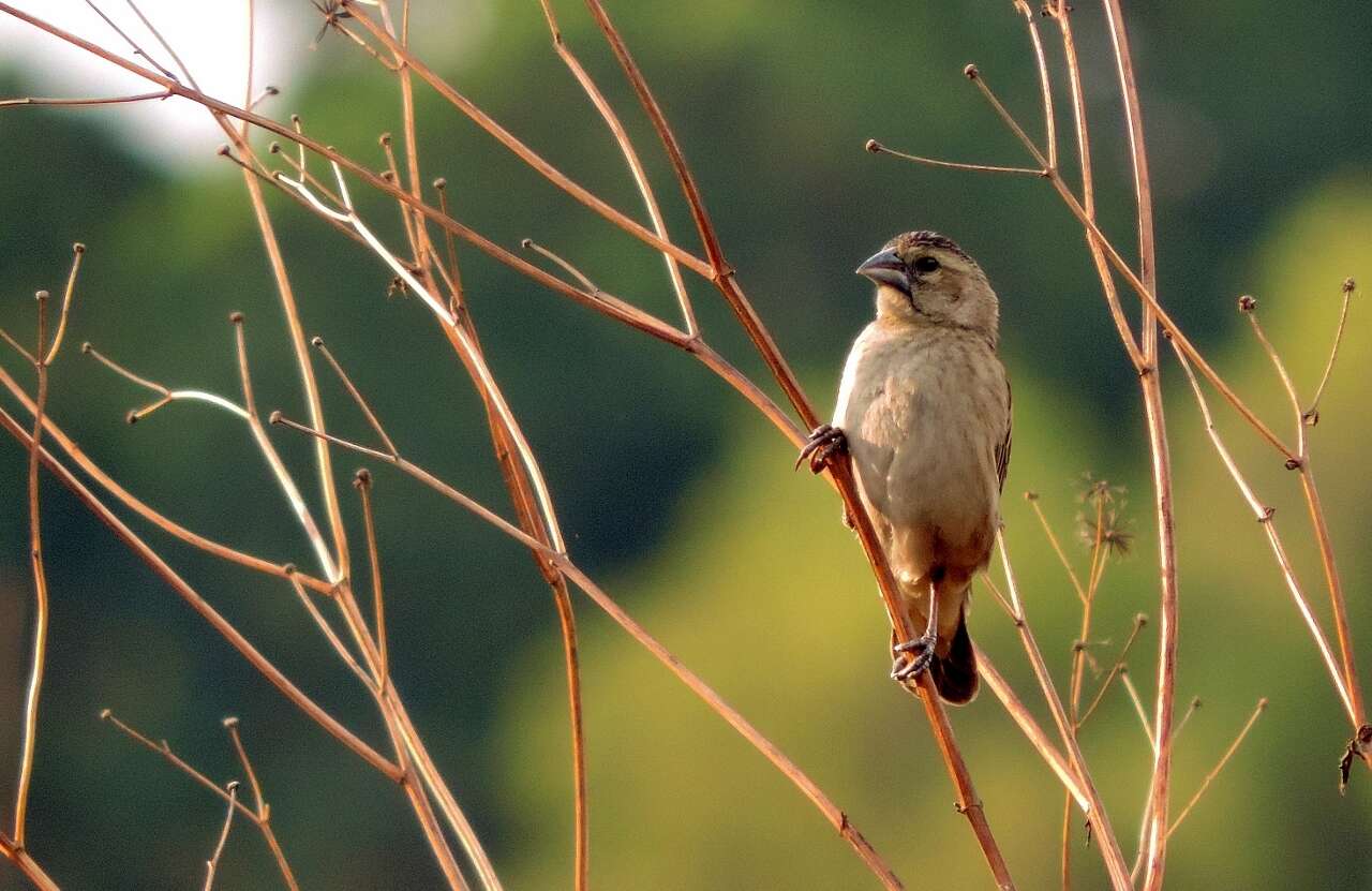 Image of Yellow-mantled Whydah