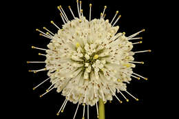 Image of common buttonbush