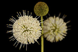 Image of common buttonbush