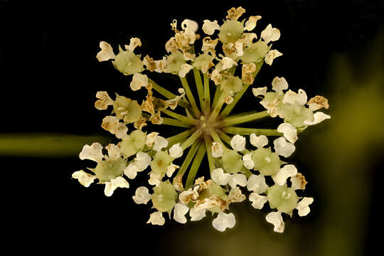 Image of spotted water hemlock