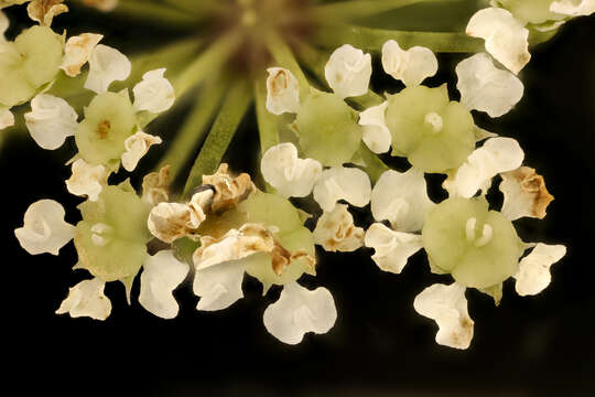 Image of spotted water hemlock