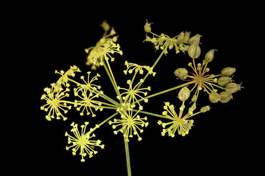 Image of spotted water hemlock