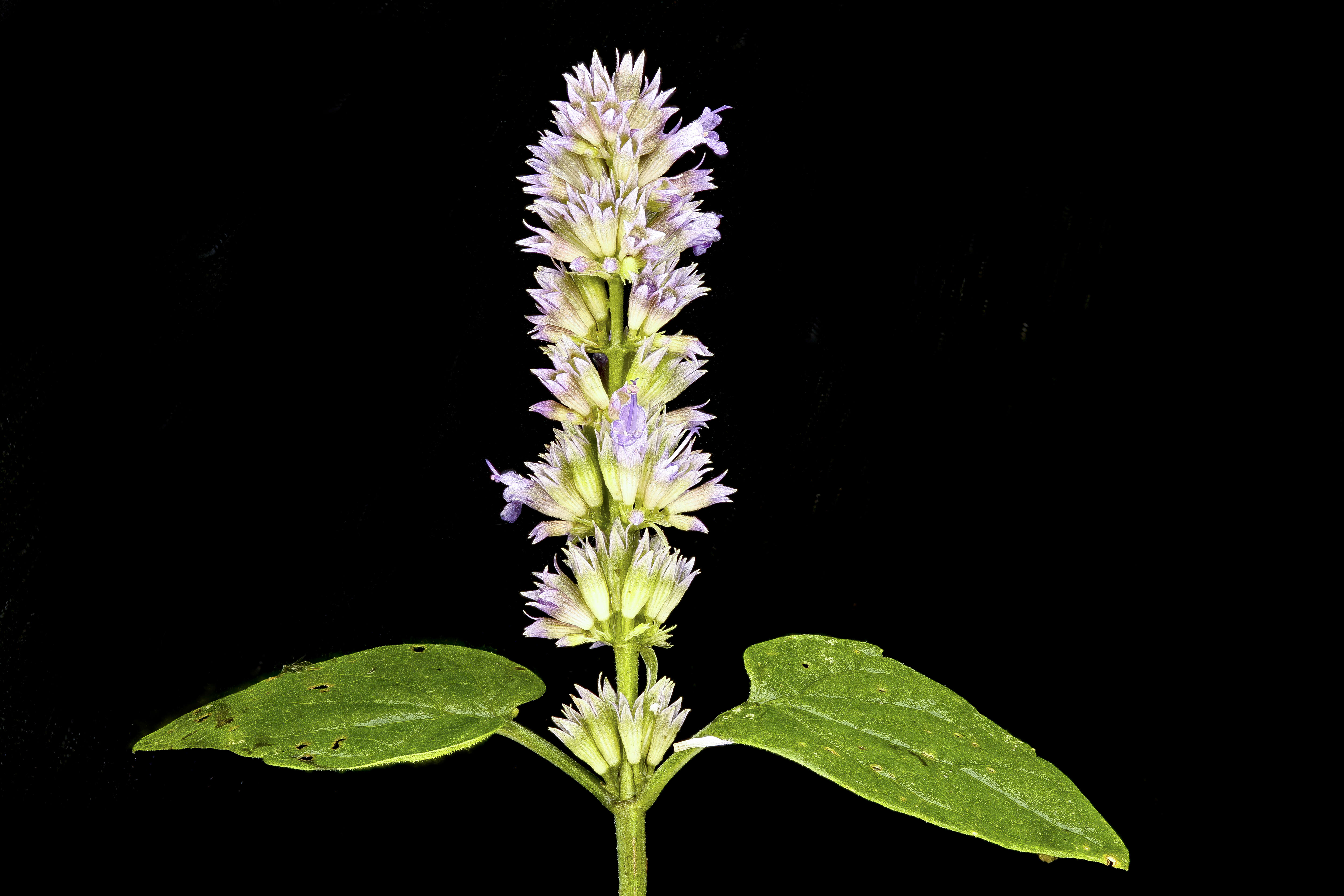 Image of blue giant hyssop