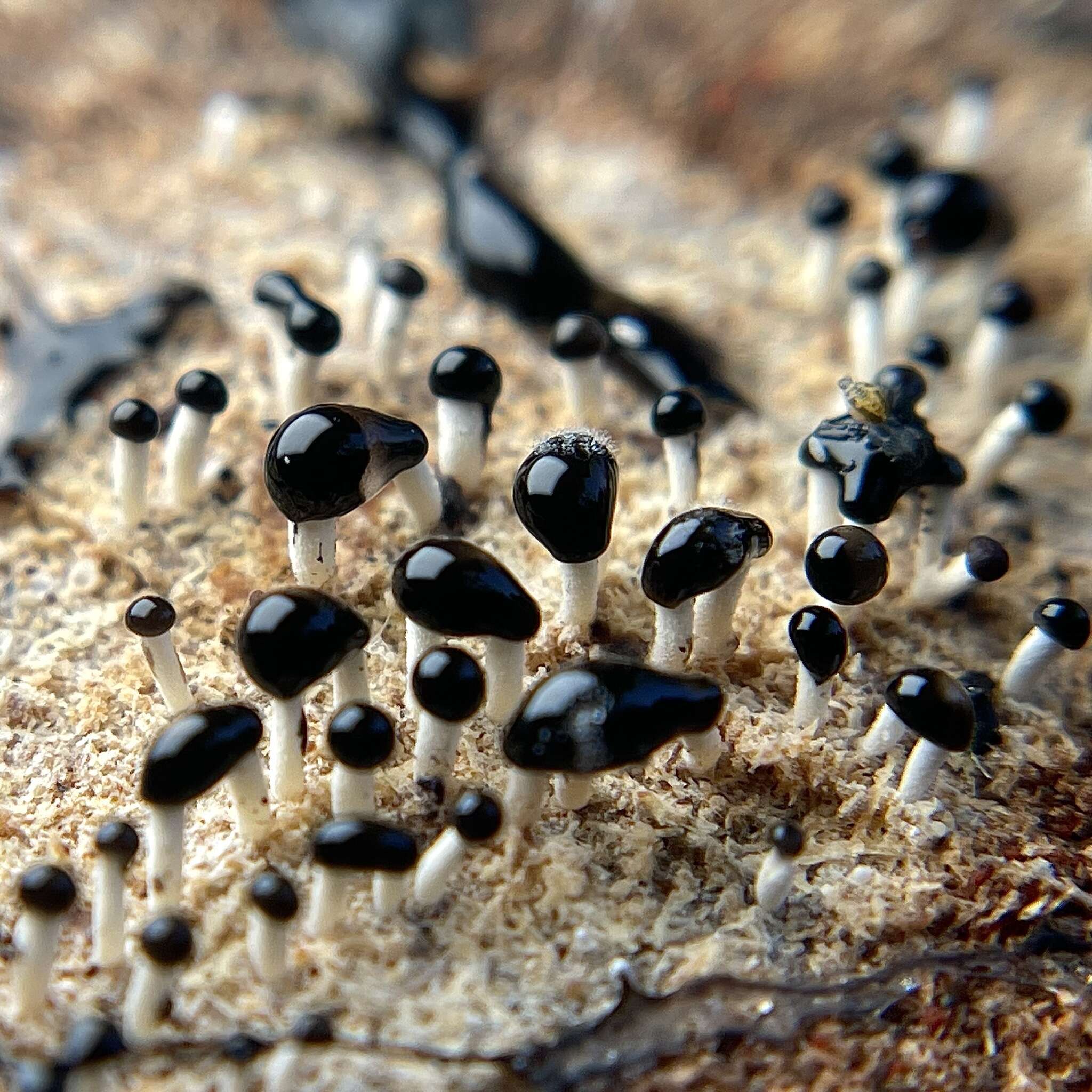 Image of Pleurotus