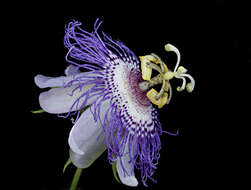 Image of passionflower family