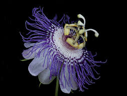 Plancia ëd Passiflora incarnata L.