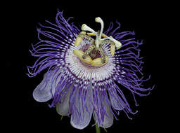 Plancia ëd Passiflora incarnata L.