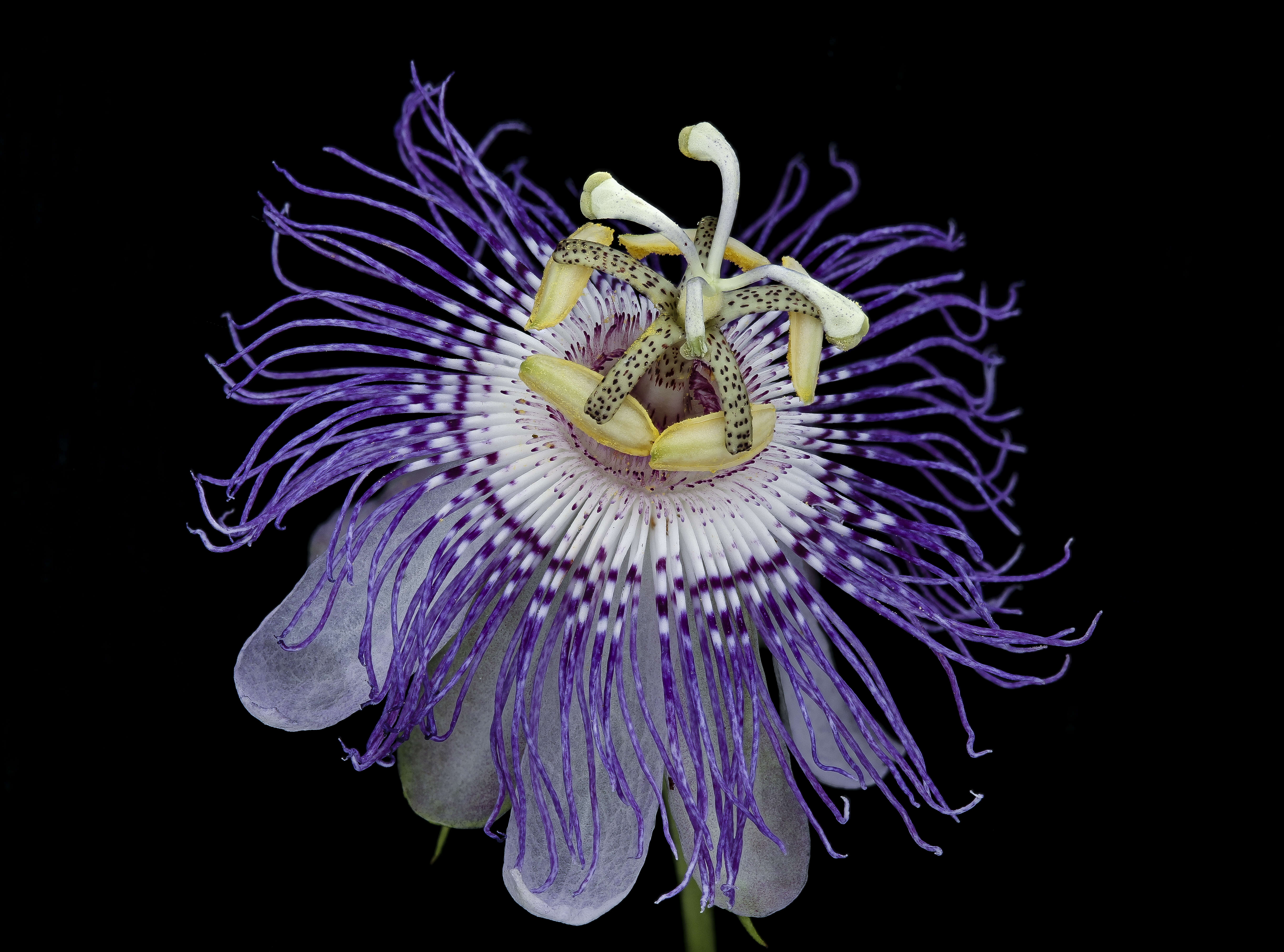 Plancia ëd Passiflora incarnata L.