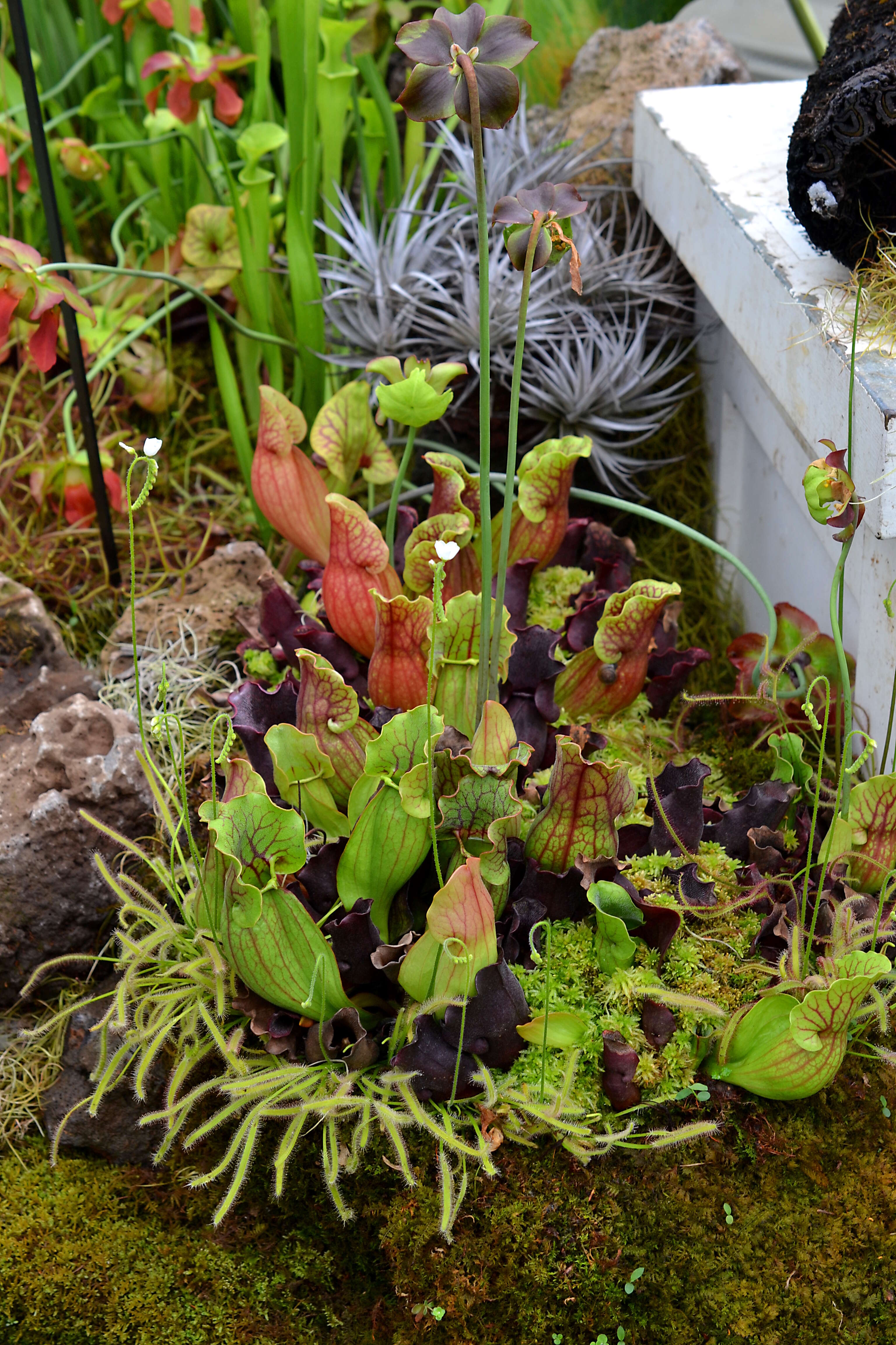 Image of purple pitcherplant