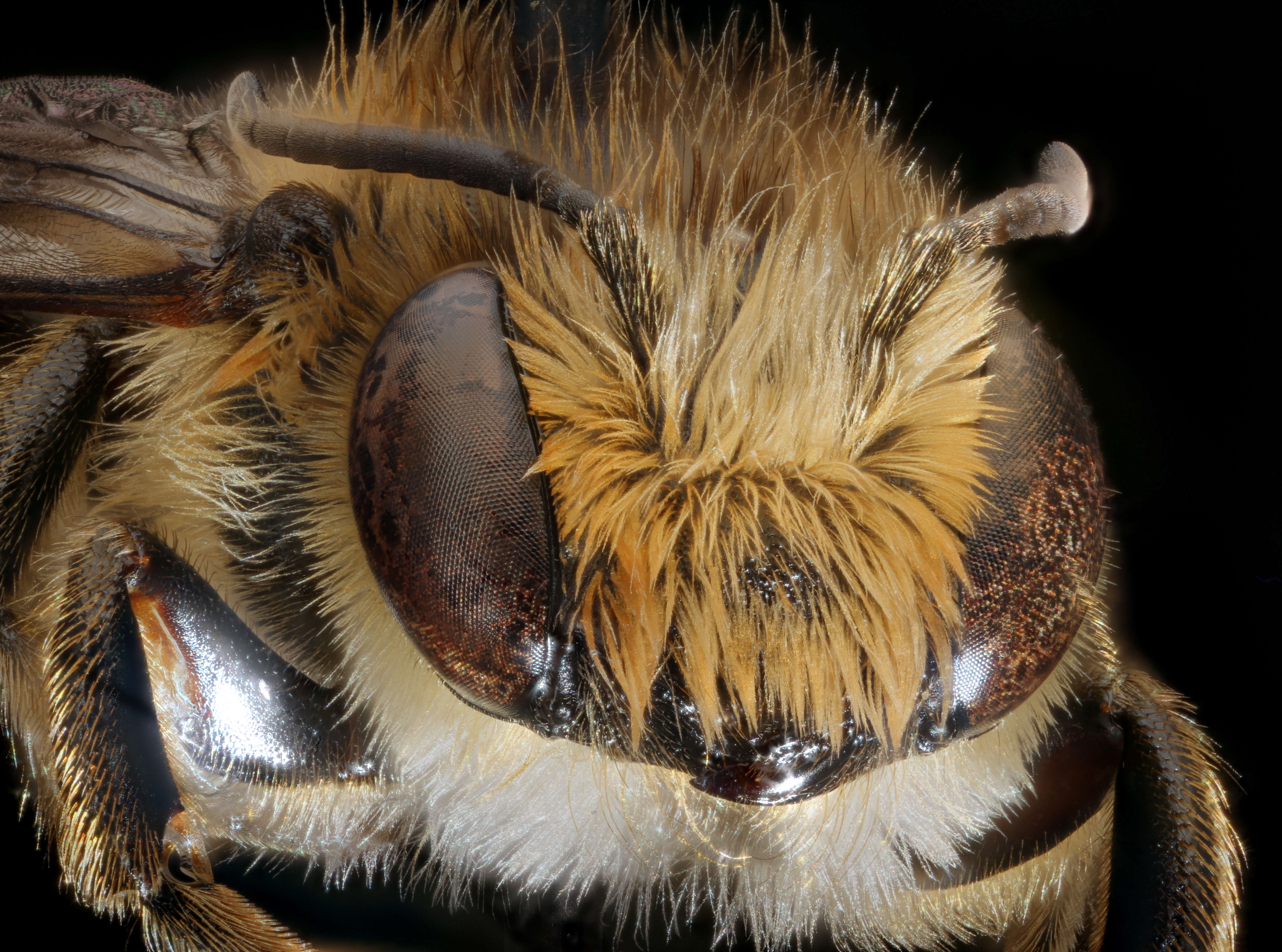 Image of Megachile leaf-cutter bee