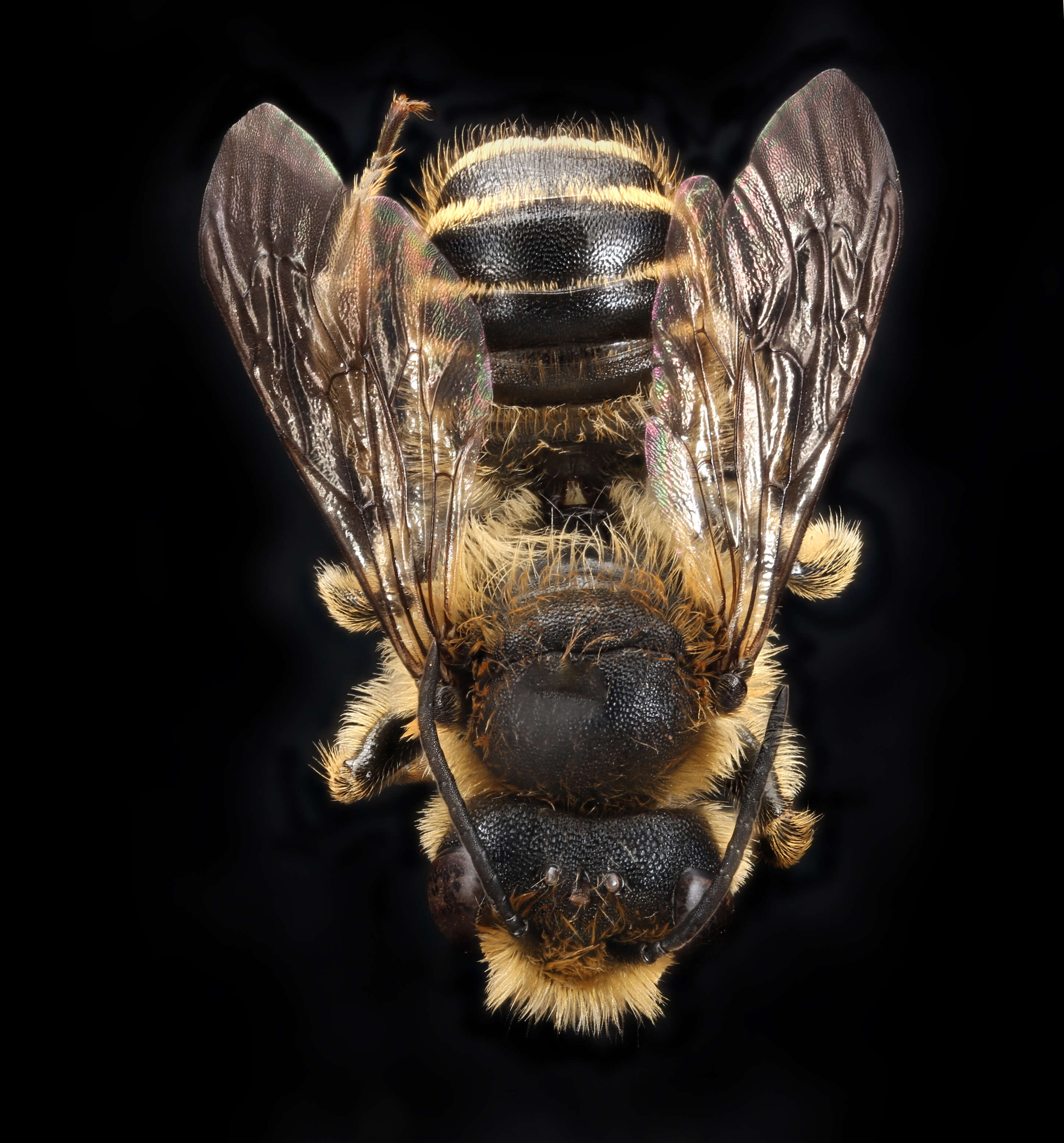 Image of Megachile leaf-cutter bee