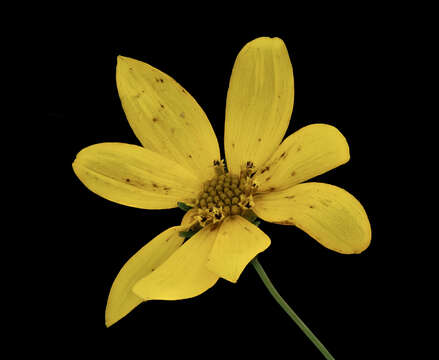 Image of whorled tickseed