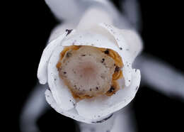 Image of Indian Pipe