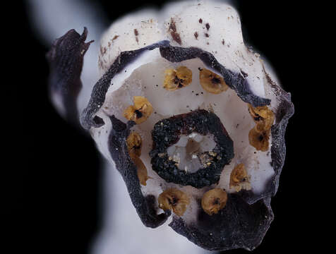 Image of Indian Pipe