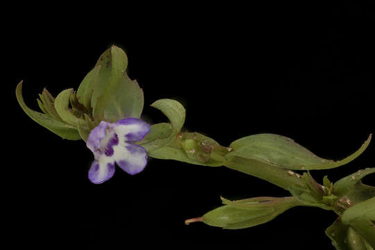 Image of yellowseed false pimpernel