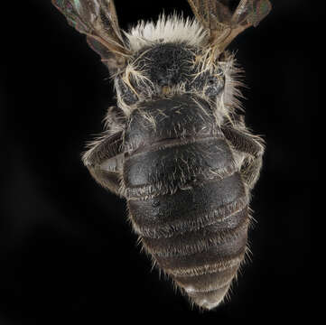 Image of Colletes nigrifrons Titus 1900