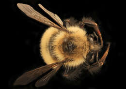 Image of Sanderson Bumble Bee