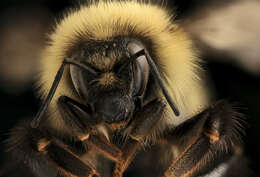 Image of Sanderson Bumble Bee