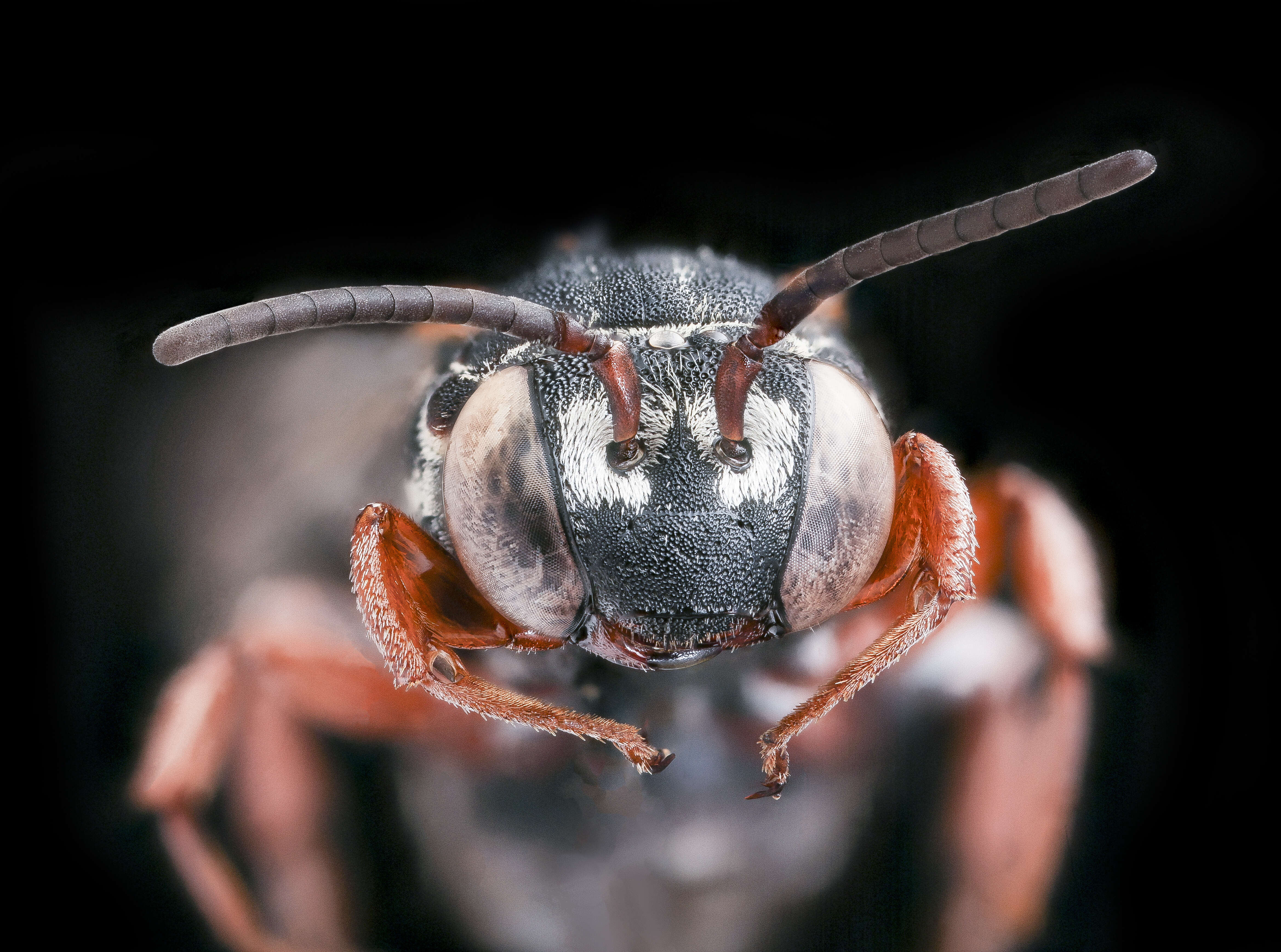 Triepeolus rhododontus Cockerell 1921 resmi