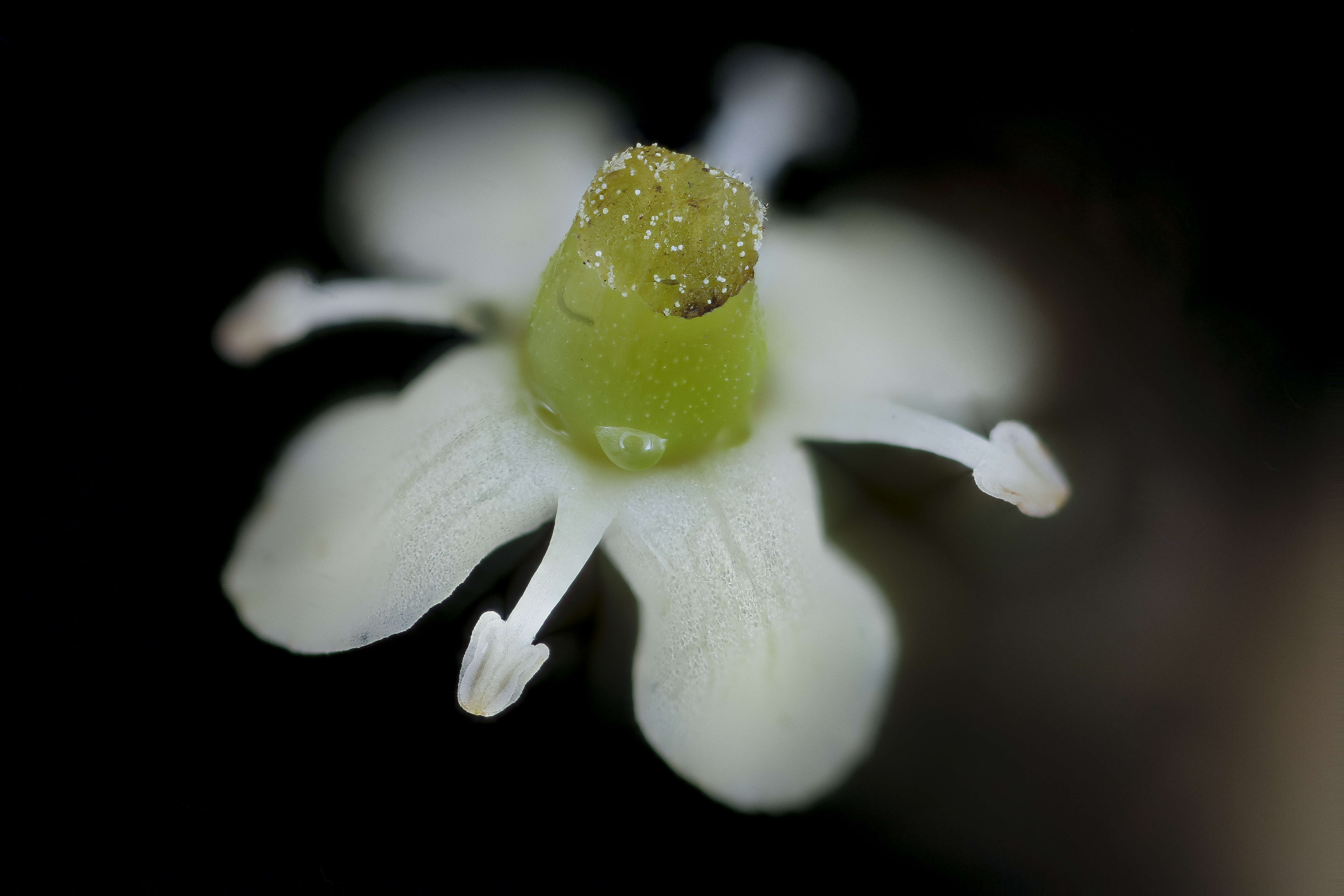 Image of American holly