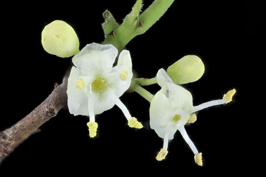 Image of American holly