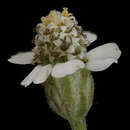 Image of <i>Achillea millifolium</i>