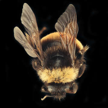 Image of Yellow-banded Bumblebee