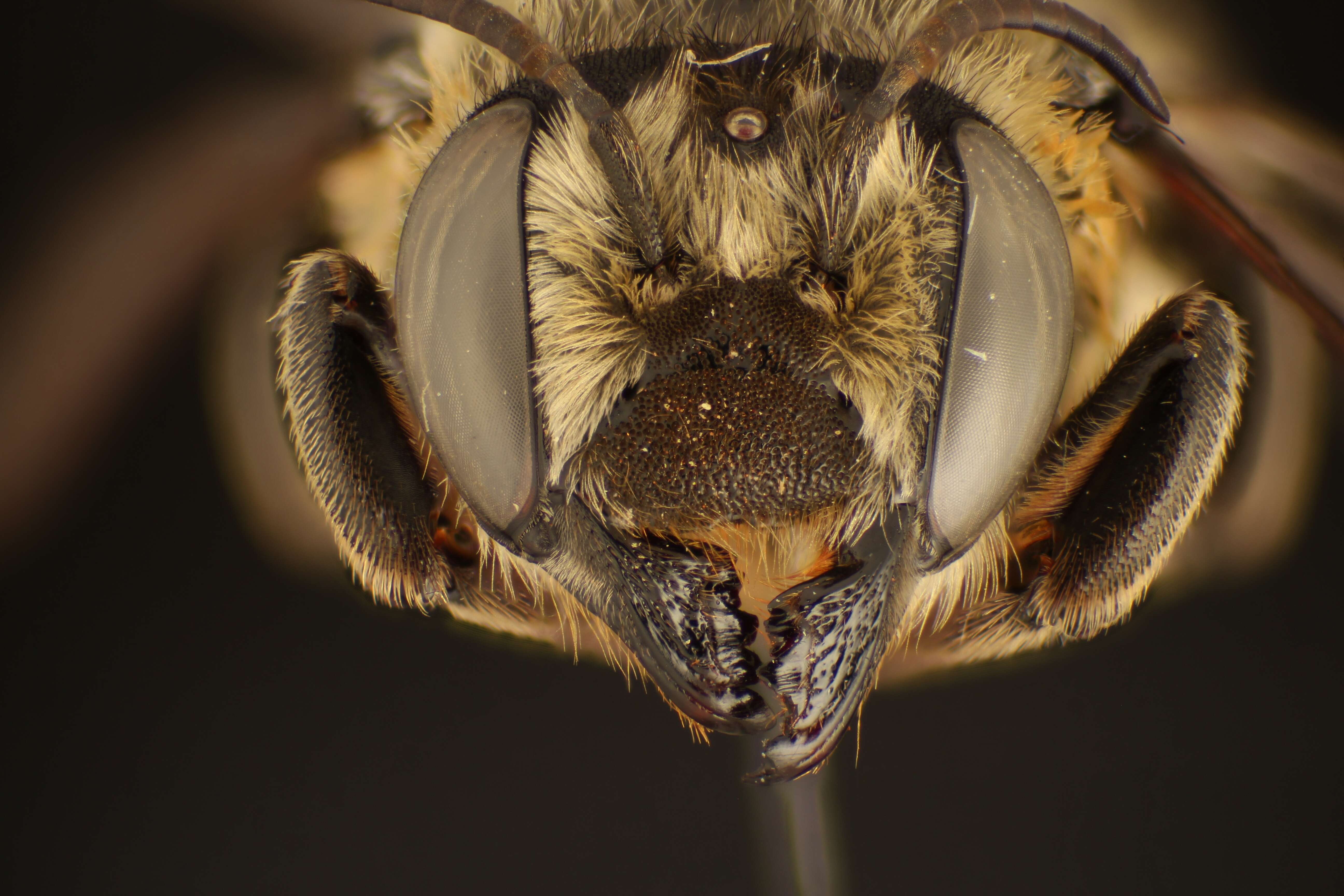 Image of Megachile compta Vachal 1908