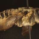 Image of Megachile compta Vachal 1908
