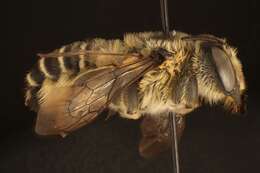 Image of Megachile compta Vachal 1908