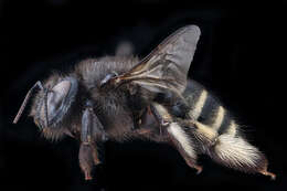 Xylocopa tabaniformis Smith 1854 resmi