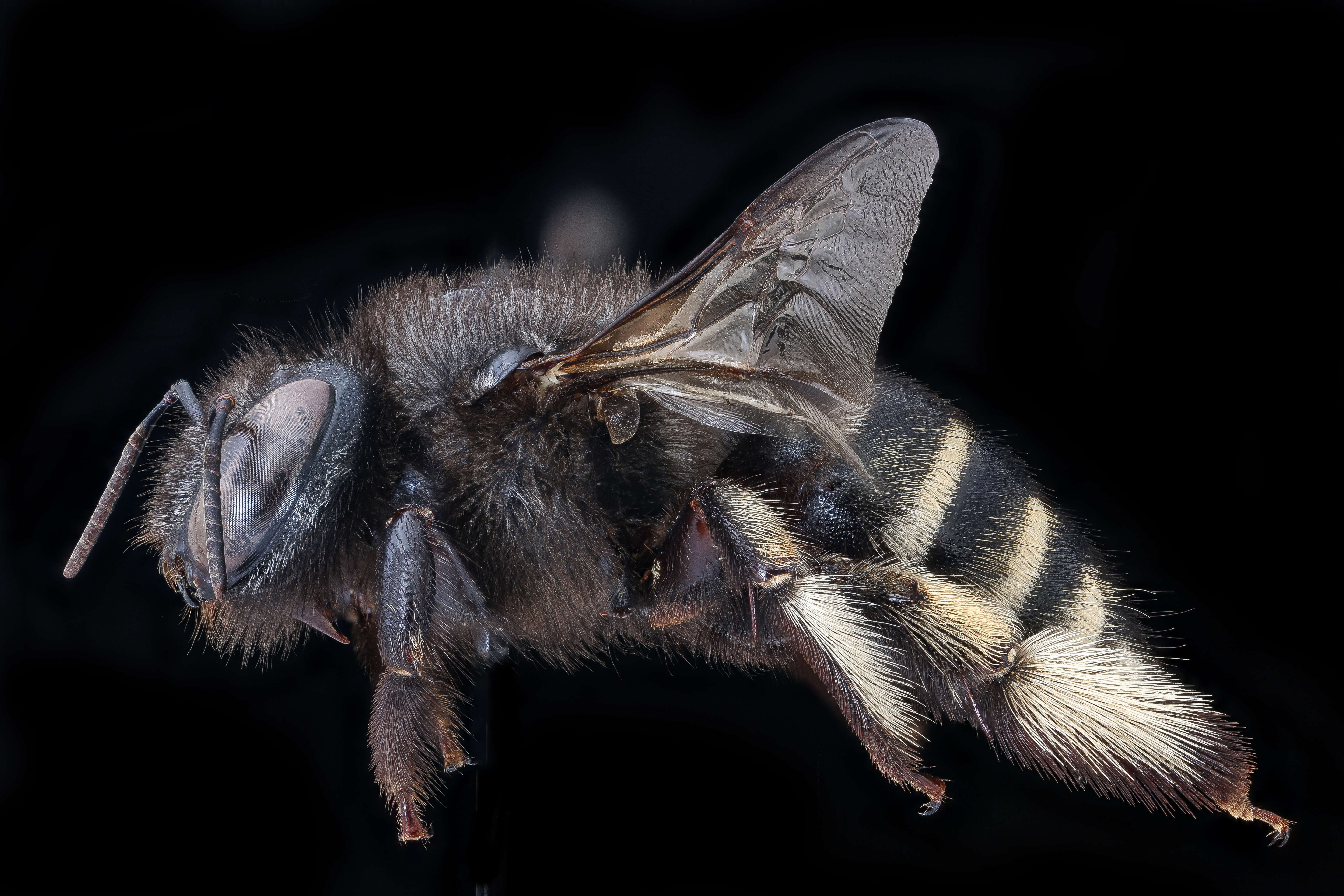 Plancia ëd Xylocopa tabaniformis Smith 1854