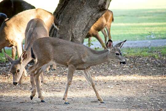 Image of Columbian black-tailed deer