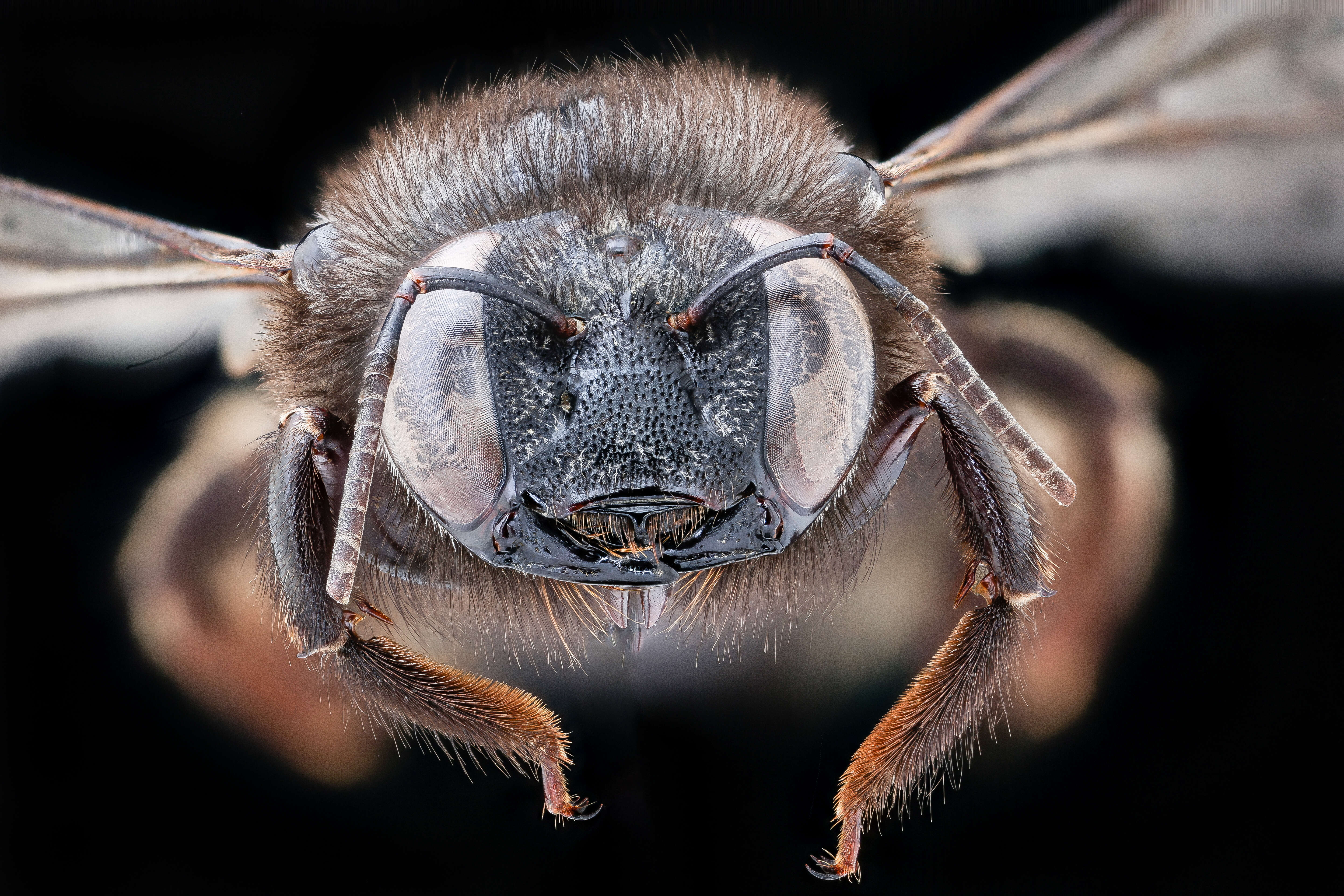 Plancia ëd Xylocopa tabaniformis Smith 1854