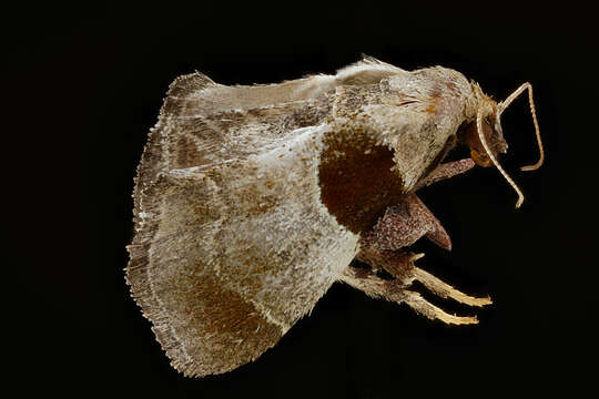 Image of Dimorphic Tosale Moth