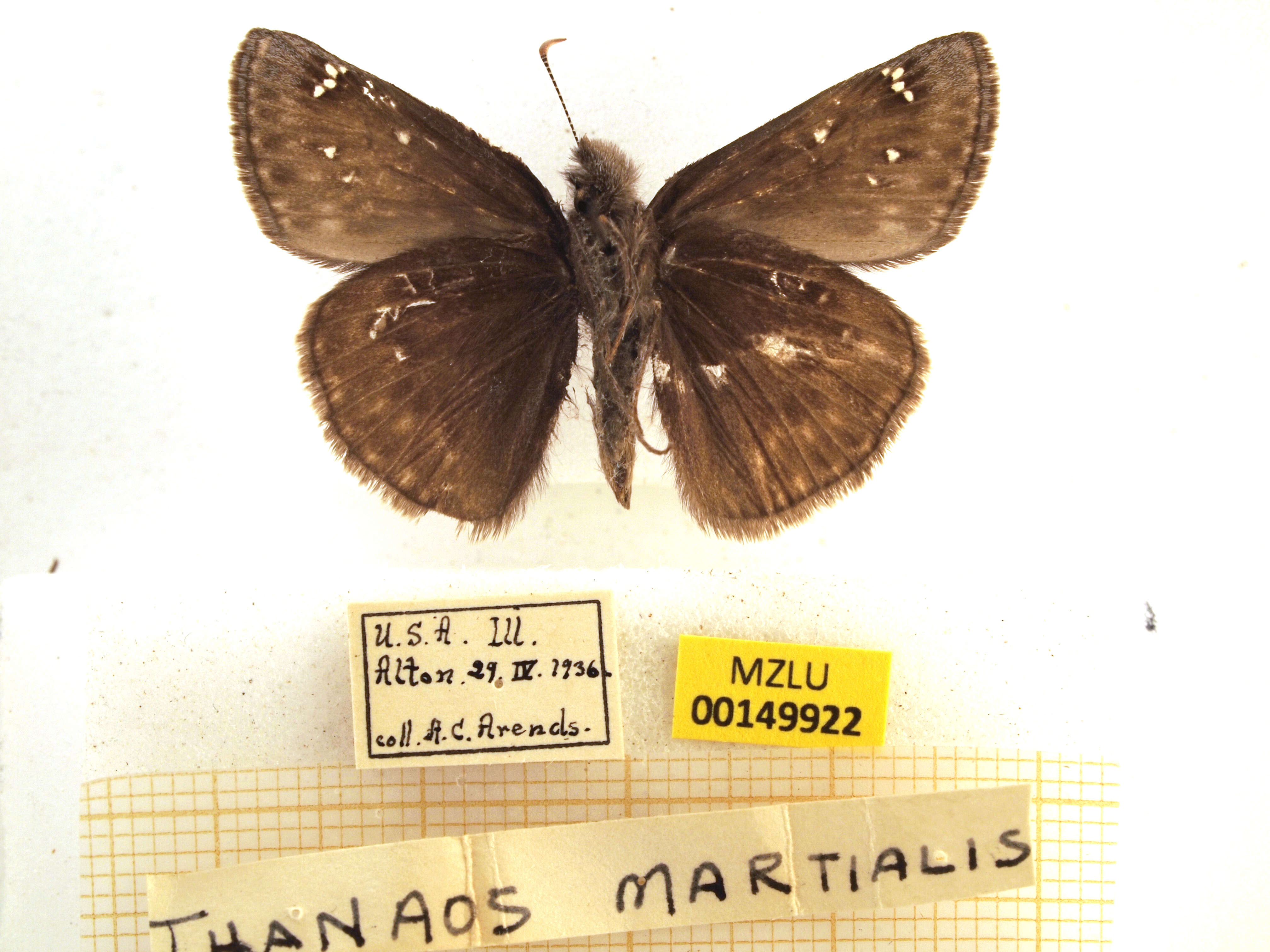 Image of Mottled Duskywing