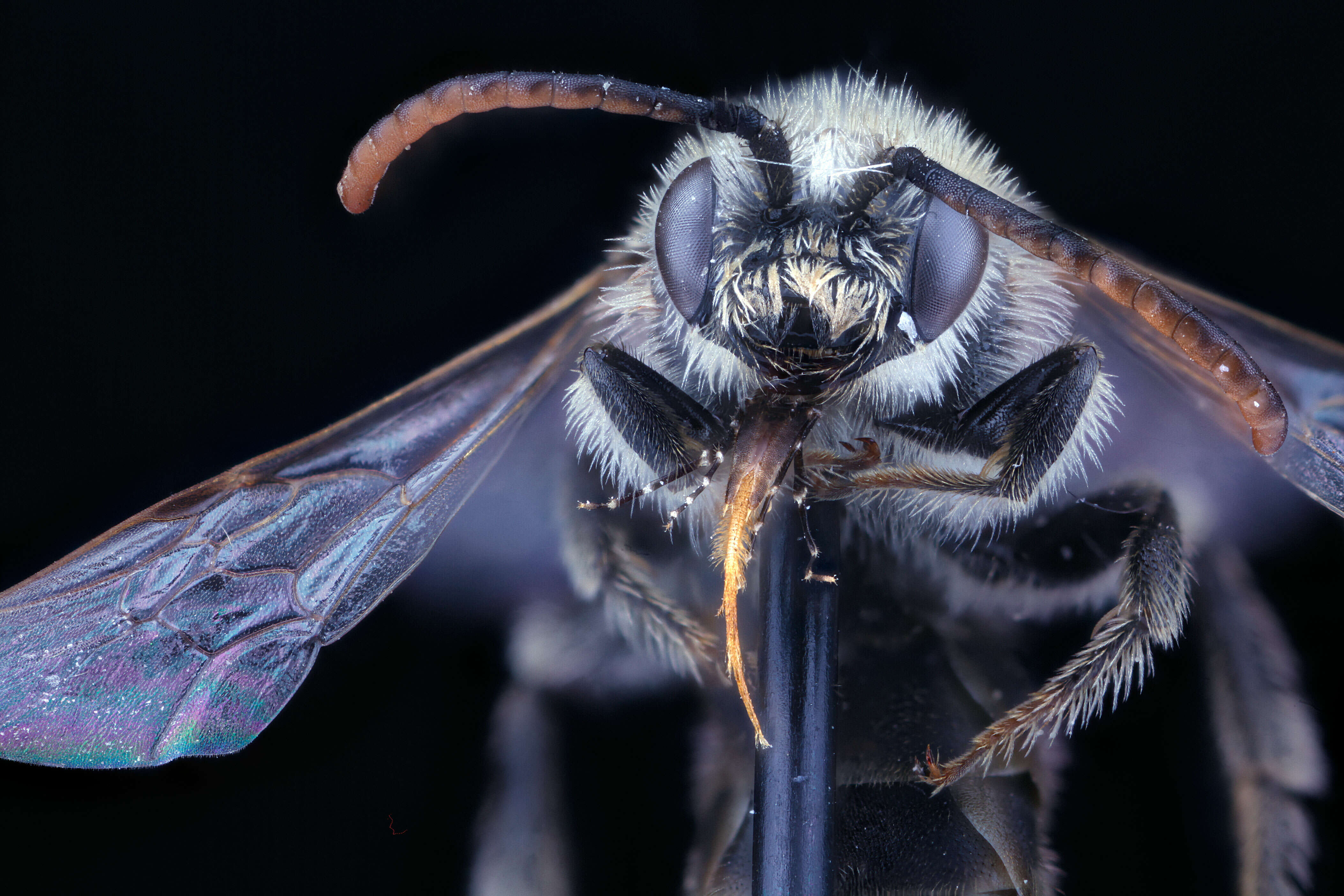 Image of Dufourea marginata (Cresson 1878)