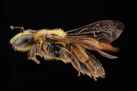 Image of Andrena nigrihirta (Ashmead 1890)