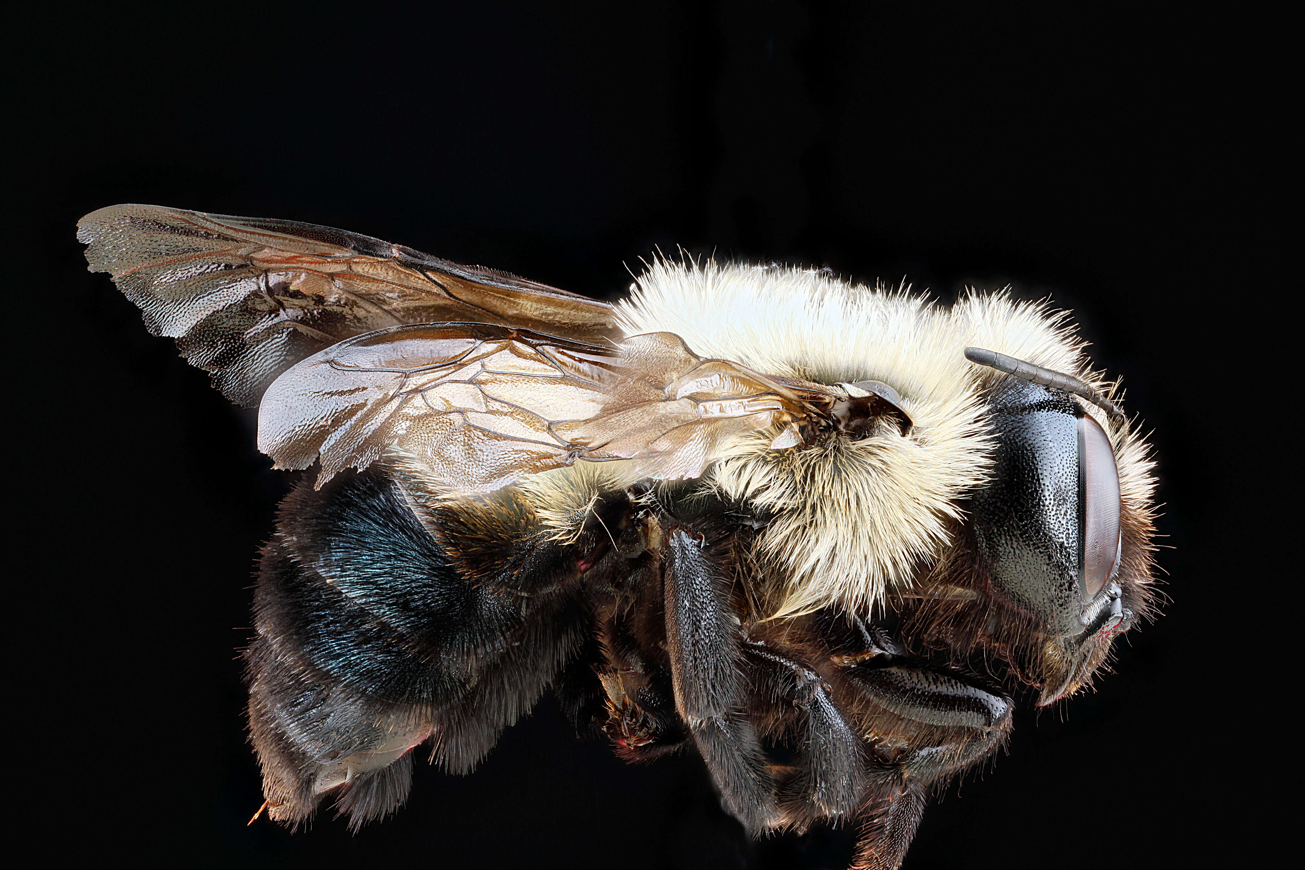 Image of Bufflehead Mason Bee