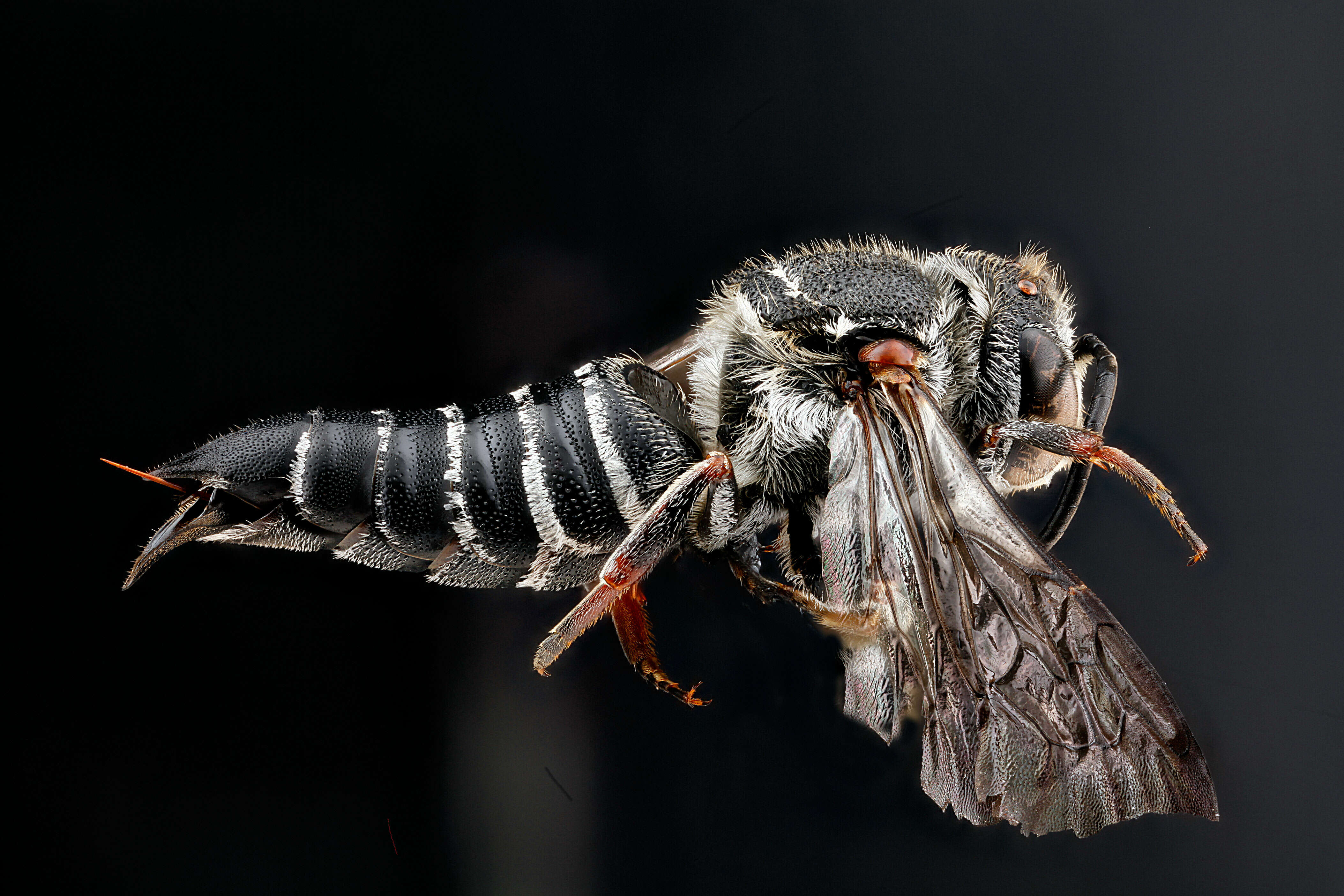 Image of Say's Cuckoo-leaf-cutter