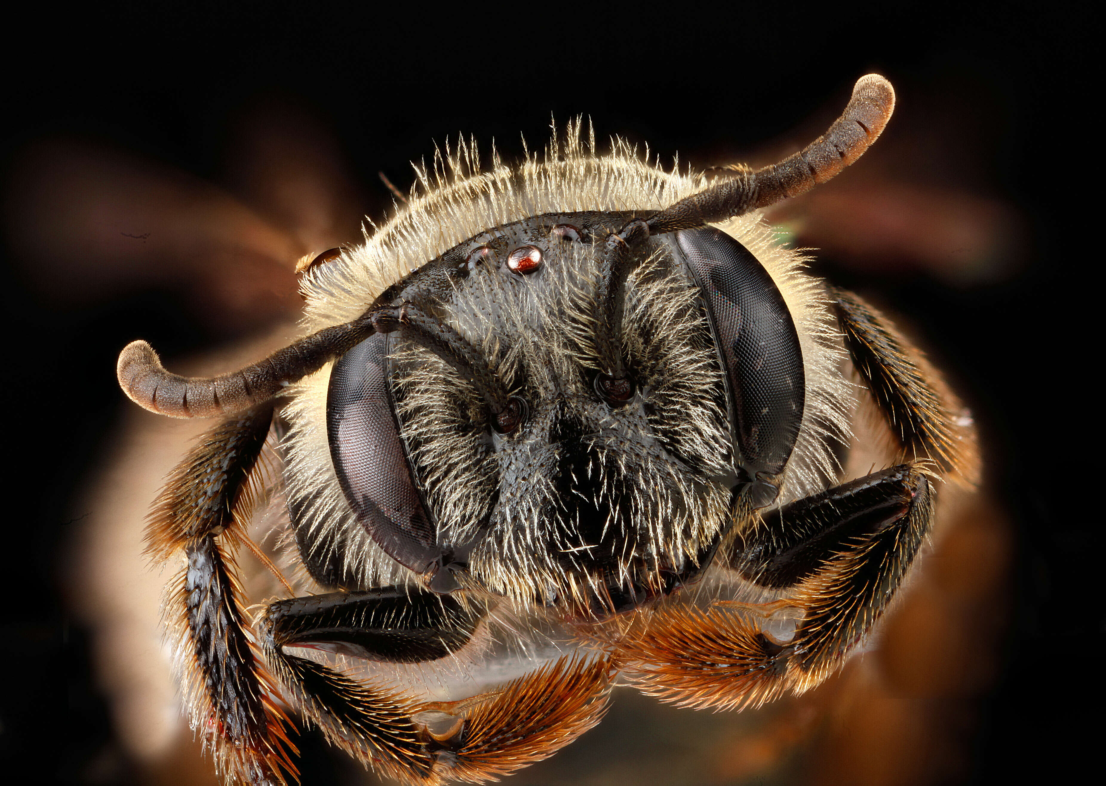 Image of Fragile Dogwood Andrena