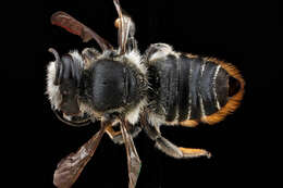 Megachile mendica Cresson 1878 resmi