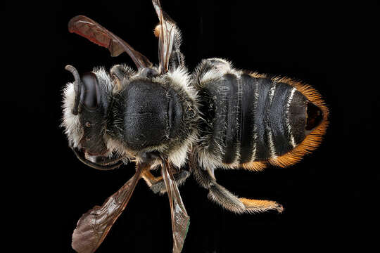 Megachile mendica Cresson 1878 resmi