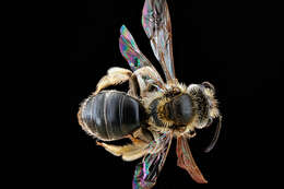 Image of Andrena imitatrix Cresson 1872