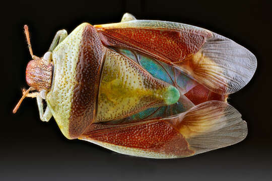 Image of banasa stink bug