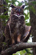 Image of South American Great Horned Owl