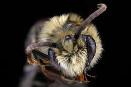 Image of Colletes brimleyi Mitchell 1951